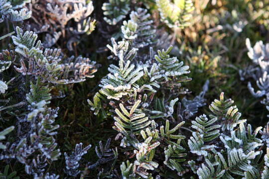 Image of Gleichenia alpina R. Br.