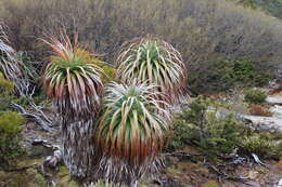 Sivun Richea pandanifolia Hook. fil. kuva