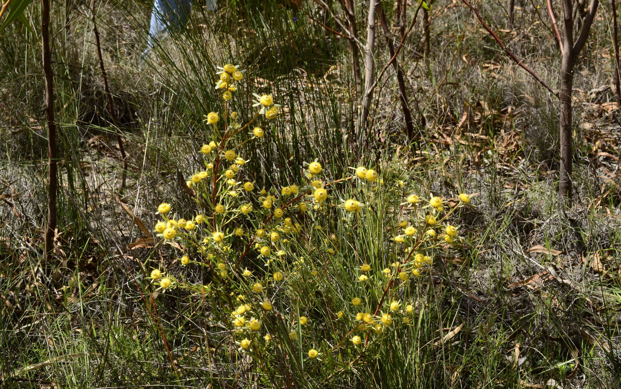 Image of Leucadendron cinereum (Sol. ex Aiton) R. Br.