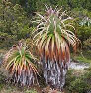 Sivun Richea pandanifolia Hook. fil. kuva