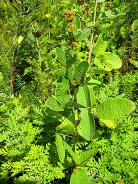 Sivun Lespedeza tomentosa (Thunb.) Maxim. kuva