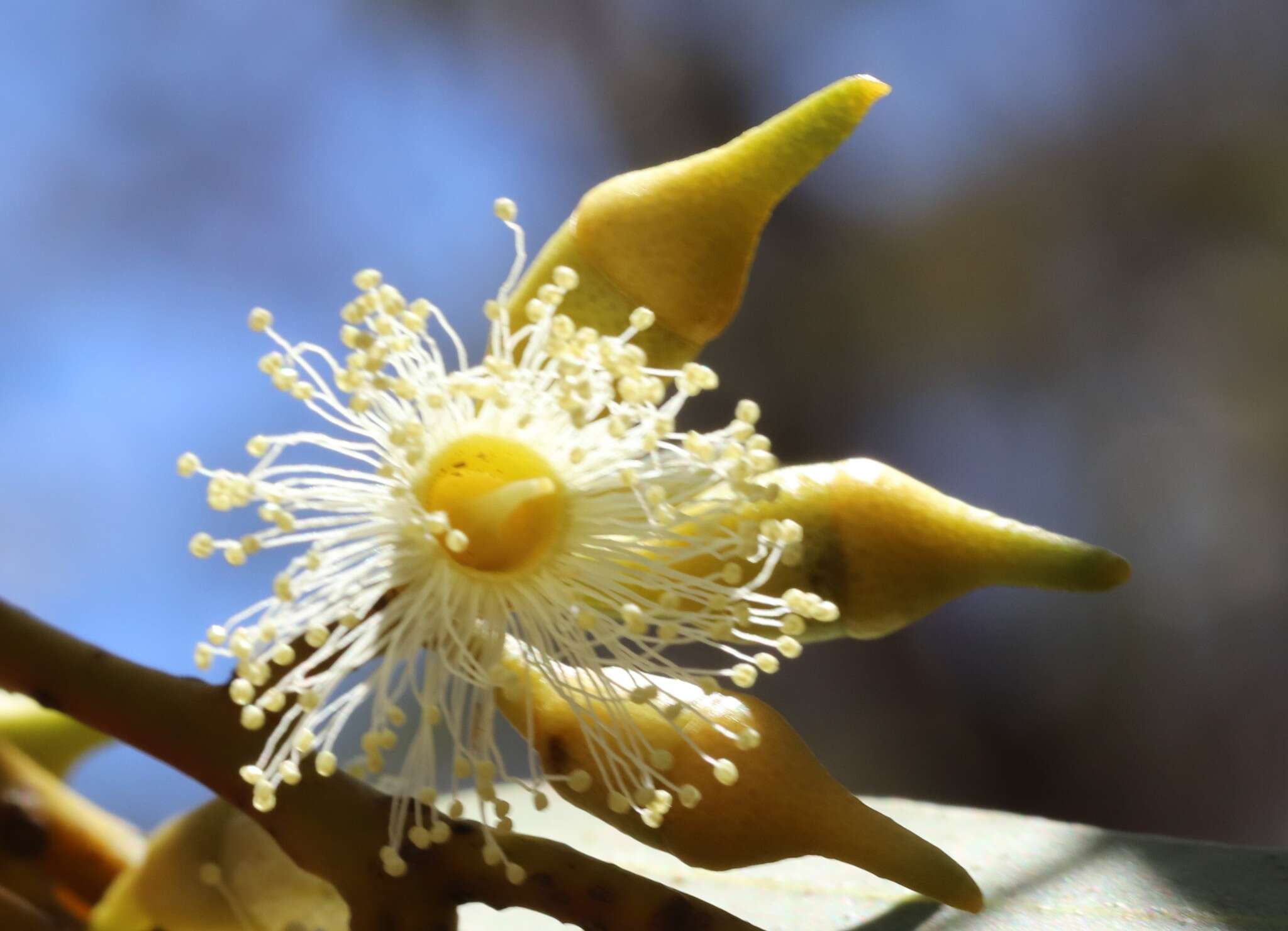 Image of Eucalyptus socialis subsp. viridans D. Nicolle