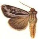 Image of Agrotis arenivolans Butler 1879