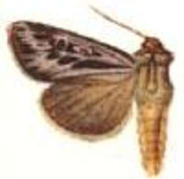 Image of Agrotis arenivolans Butler 1879