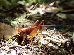 Image of Hemiandrus jacinda