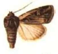 Image of Euxoa christophi Staudinger 1870