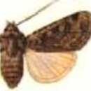 صورة Agrotis coquimbensis Hampson 1903