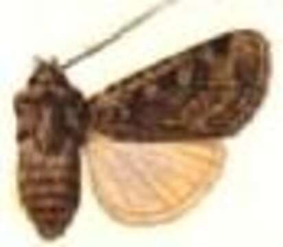 صورة Agrotis coquimbensis Hampson 1903