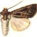 Agrotis edmondsi Butler 1882的圖片