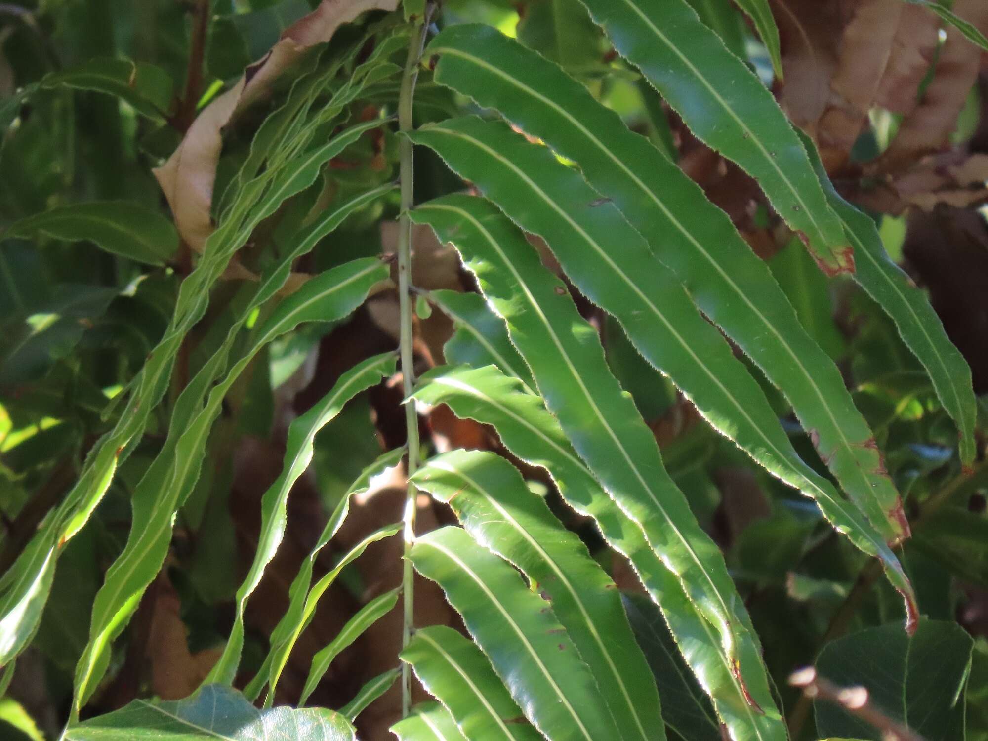 صورة Lomariopsis tenuifolia (Desv.) Christ