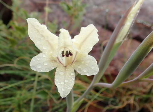 Image of Gladiolus floribundus Jacq.