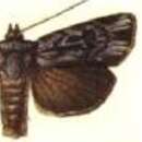 Image of Agrotis panoplias Meyrick 1899