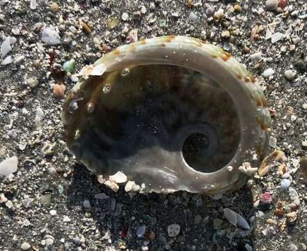 Image of staircase abalone