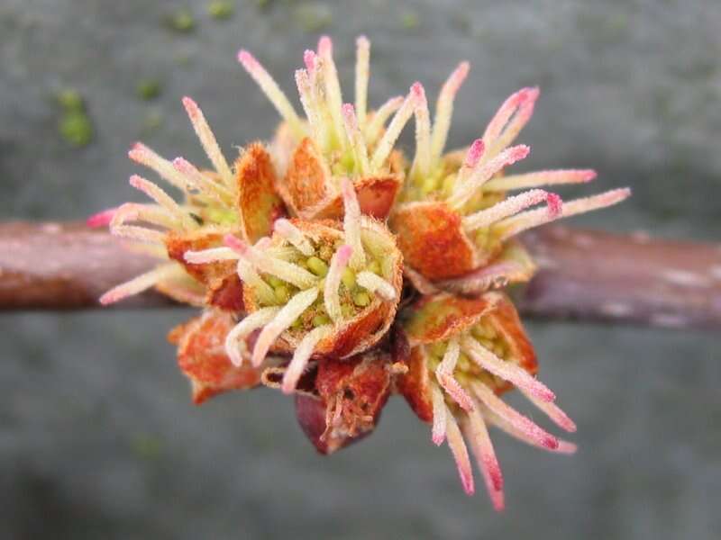 Imagem de Acer saccharinum L.