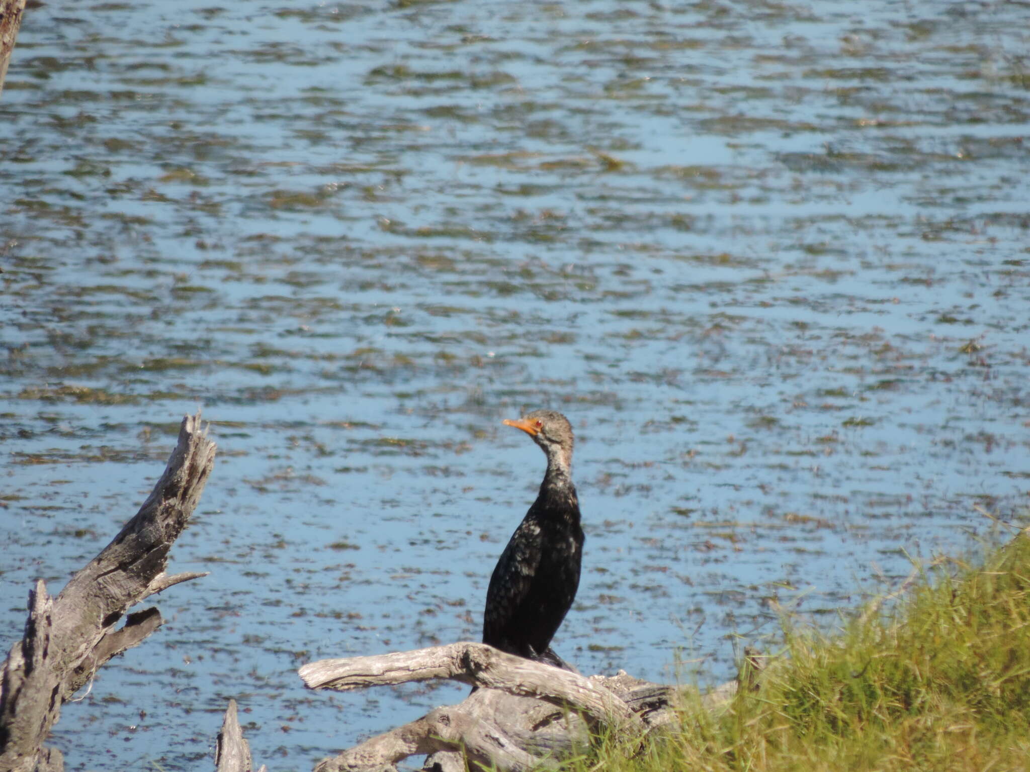 Image of Crowned Cormorant