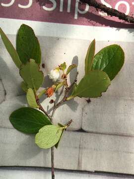 Image of dwarf huckleberry