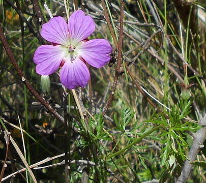 Image of Carpet geranium