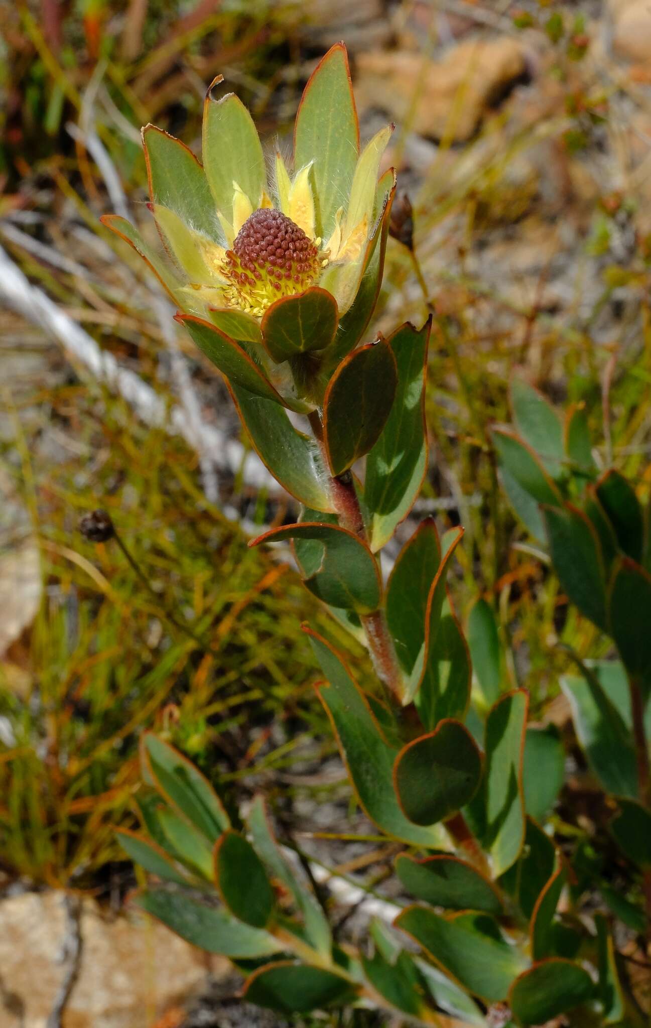 Image of Leucadendron nervosum Phillips & Hutchinson