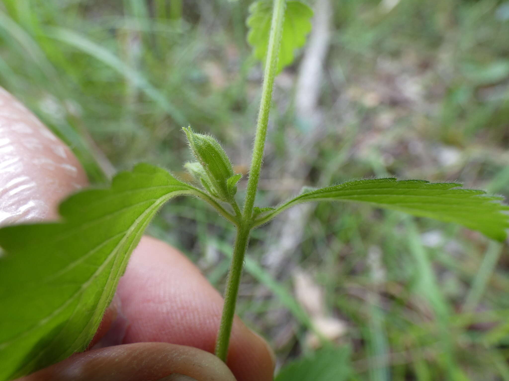 Anisomeles moschata R. Br.的圖片