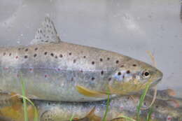 Image of Brown Trout