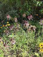 Image of sanguine purple coneflower