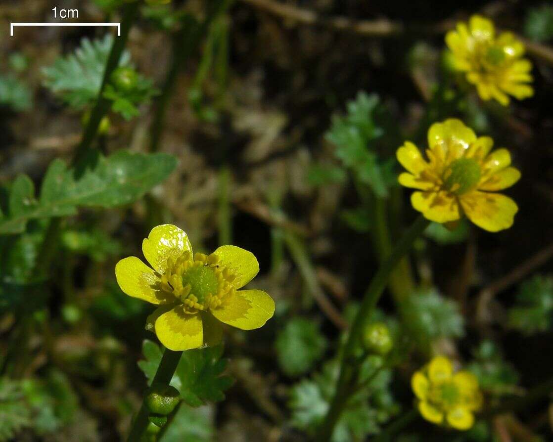 Ranunculus flabellaris Raf. ex Bigel.的圖片