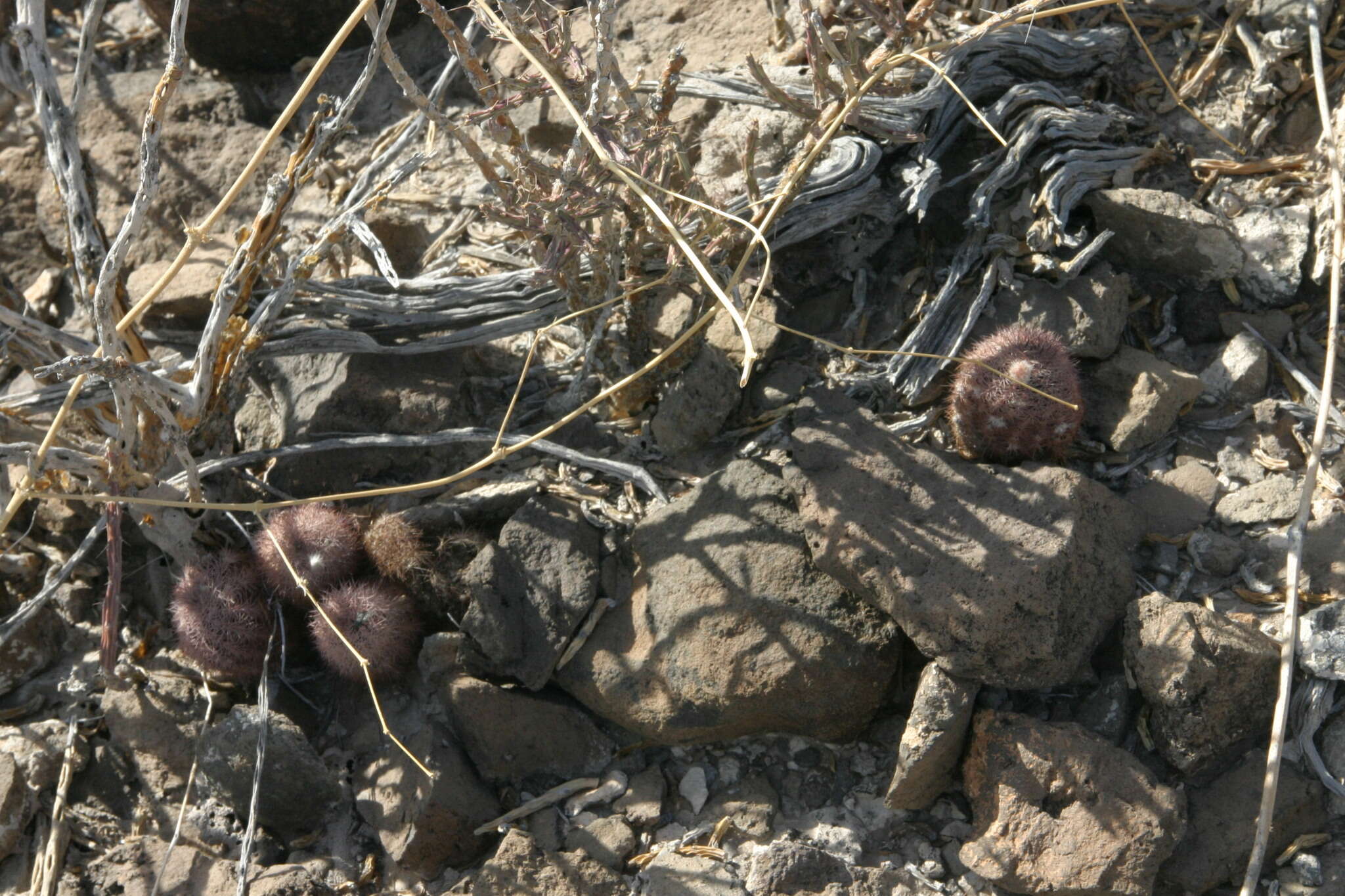 Image of Echinocereus chisosensis subsp. fobeanus (Oehme) N. P. Taylor