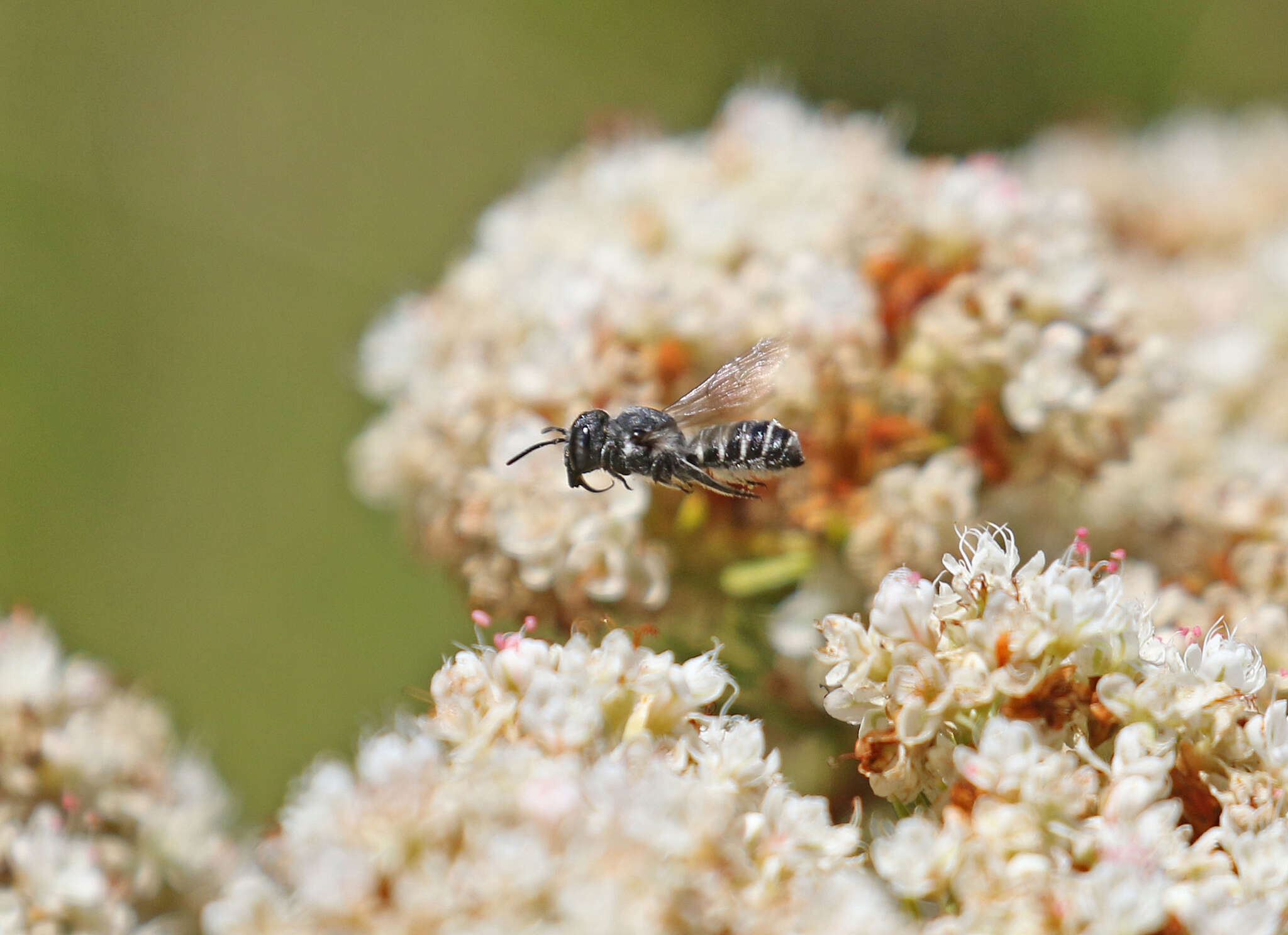 Image of Megachile angelarum Cockerell 1902