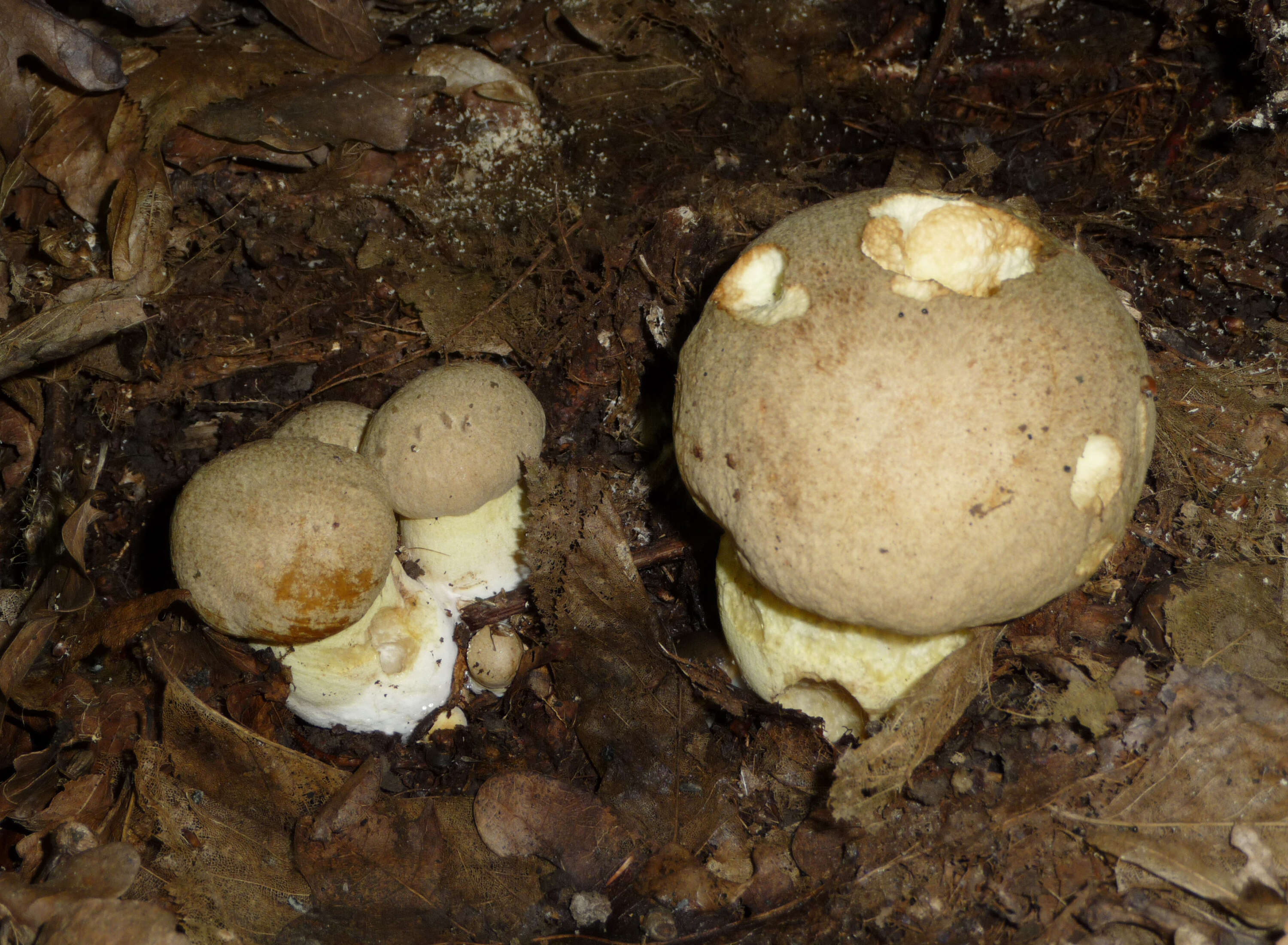 Image of Boletus