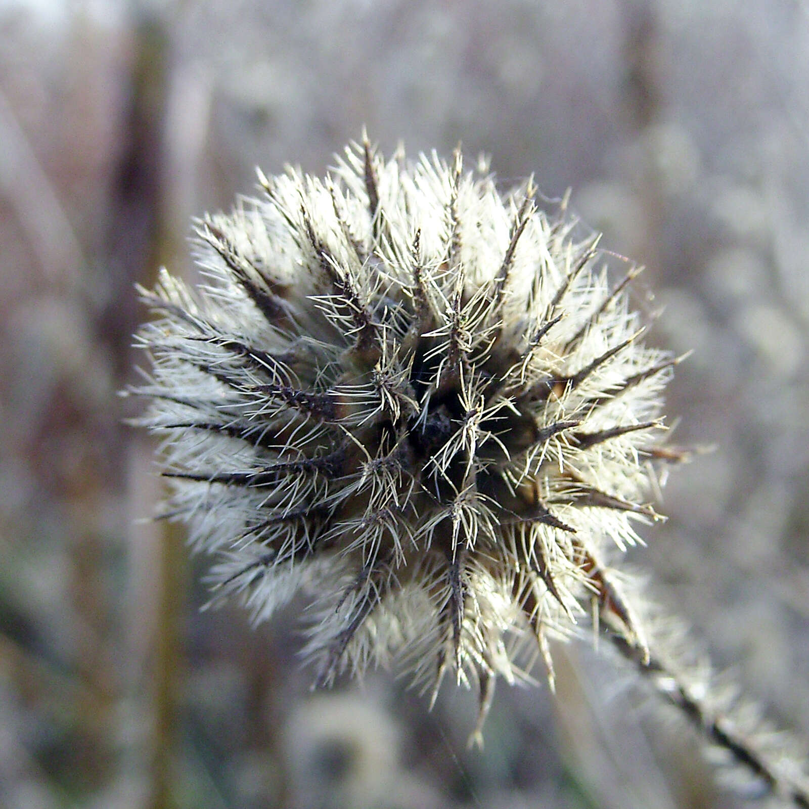 Image of small teasel