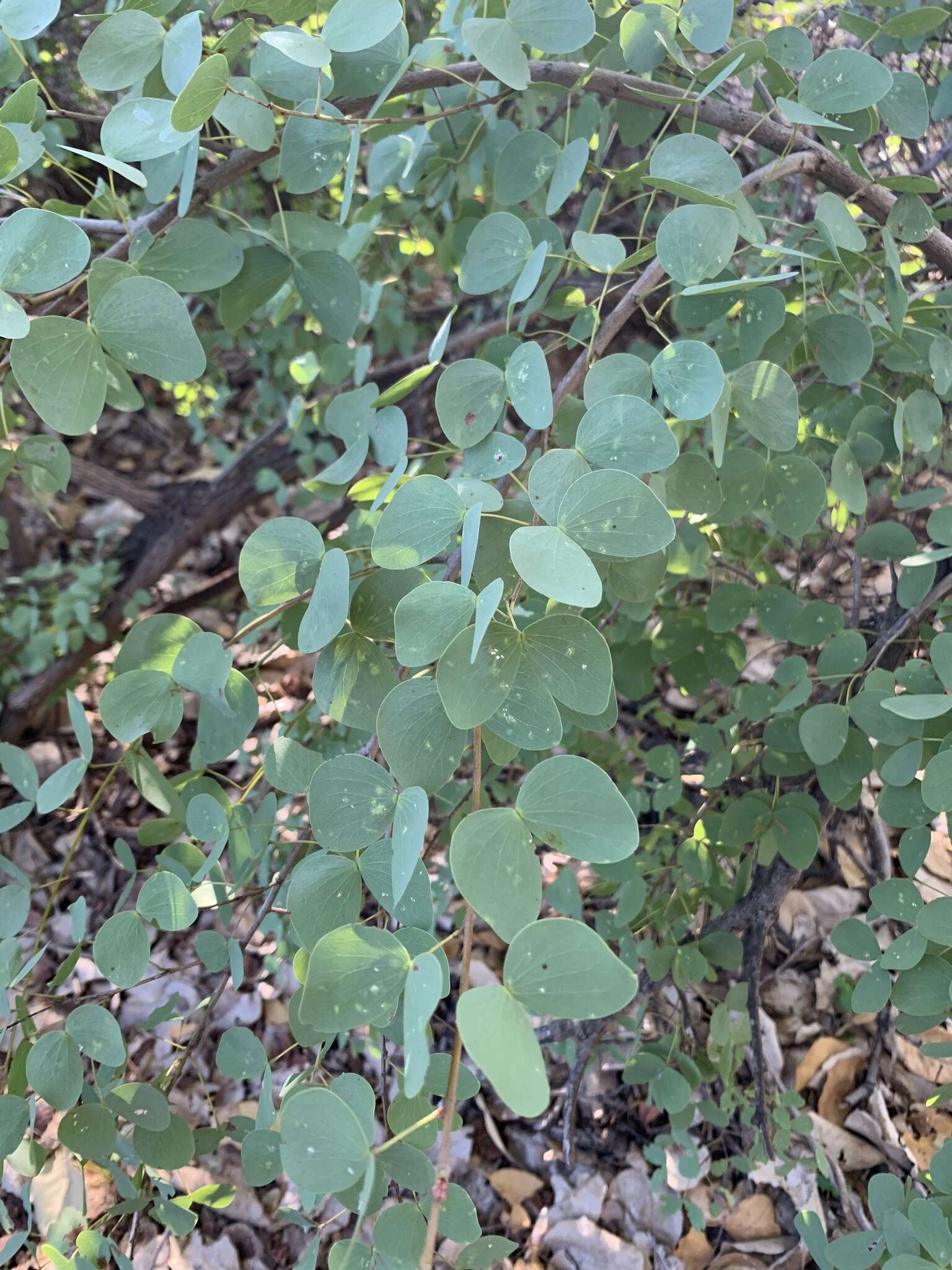 Image of Lysiphyllum cunninghamii (Benth.) de Wit