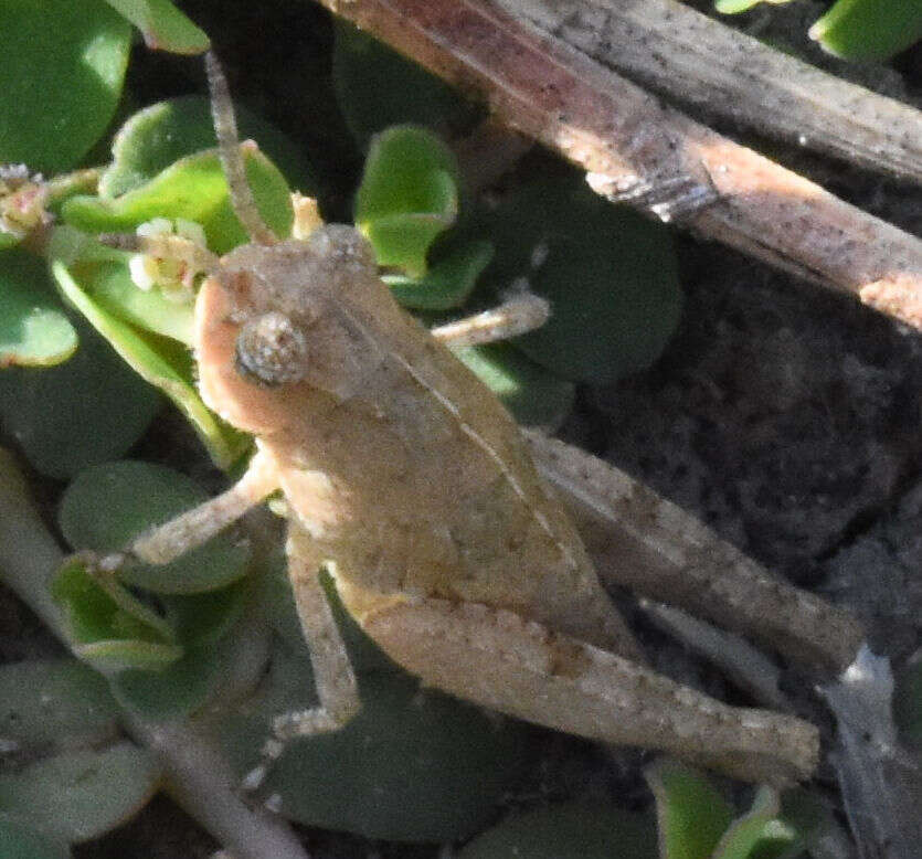 Image of Nebulatettix subgracilis (Caudell 1903)