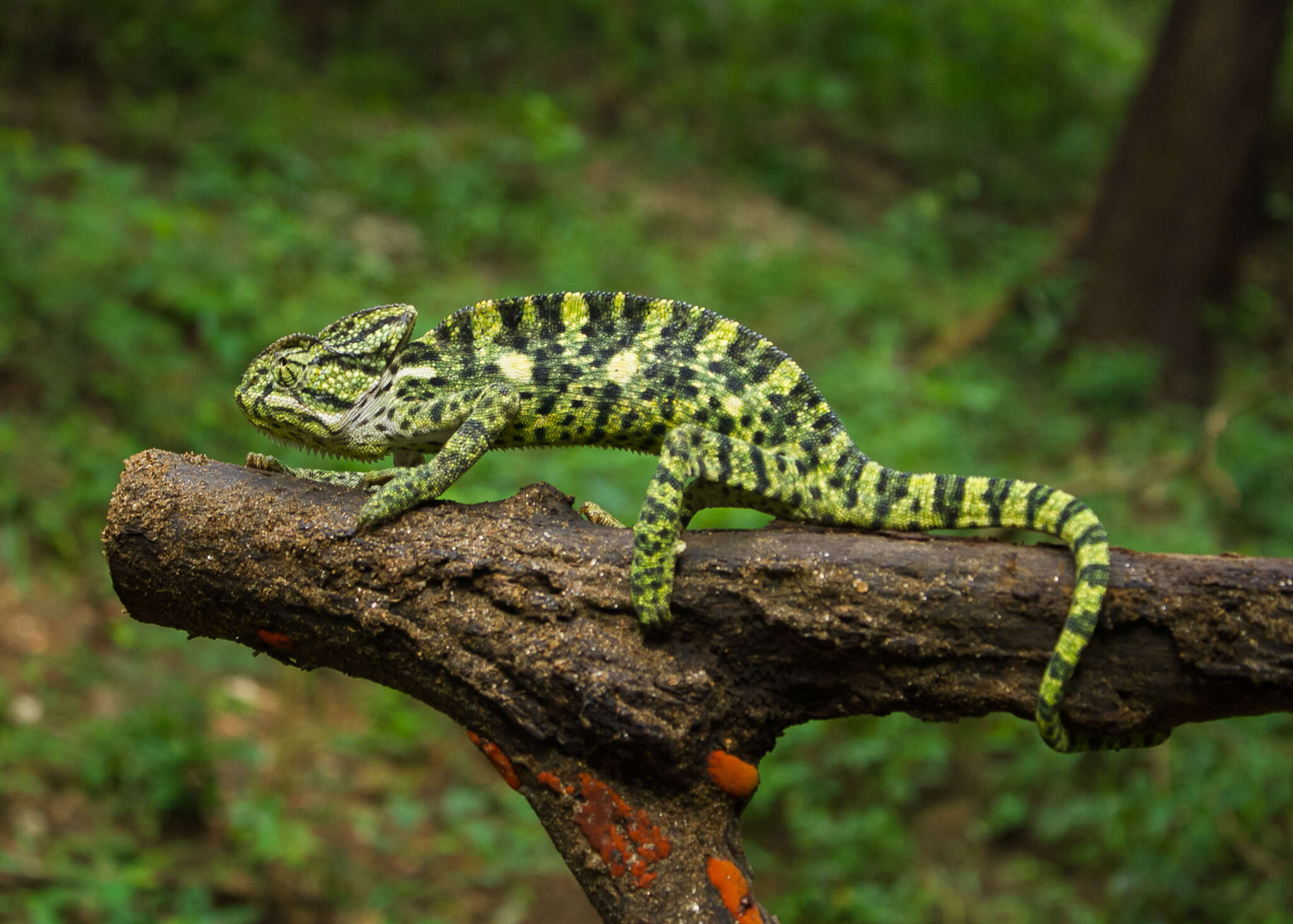 Image of Asian Chameleon