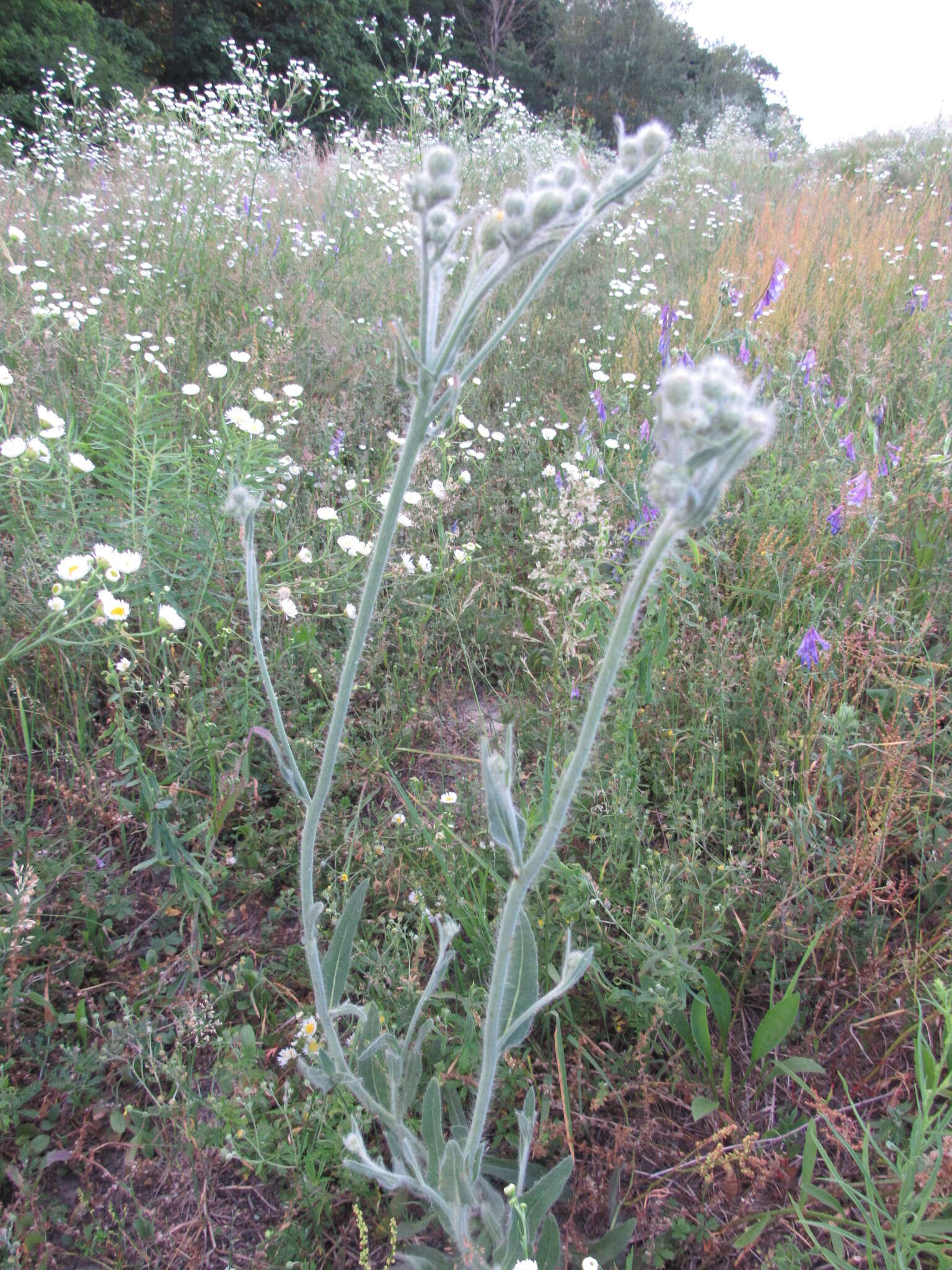 Image of Pilosella echioides (Lumn.) Sch. Bip., F. W. Schultz & Sch. Bip.