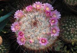 Image of Mammillaria bombycina Quehl