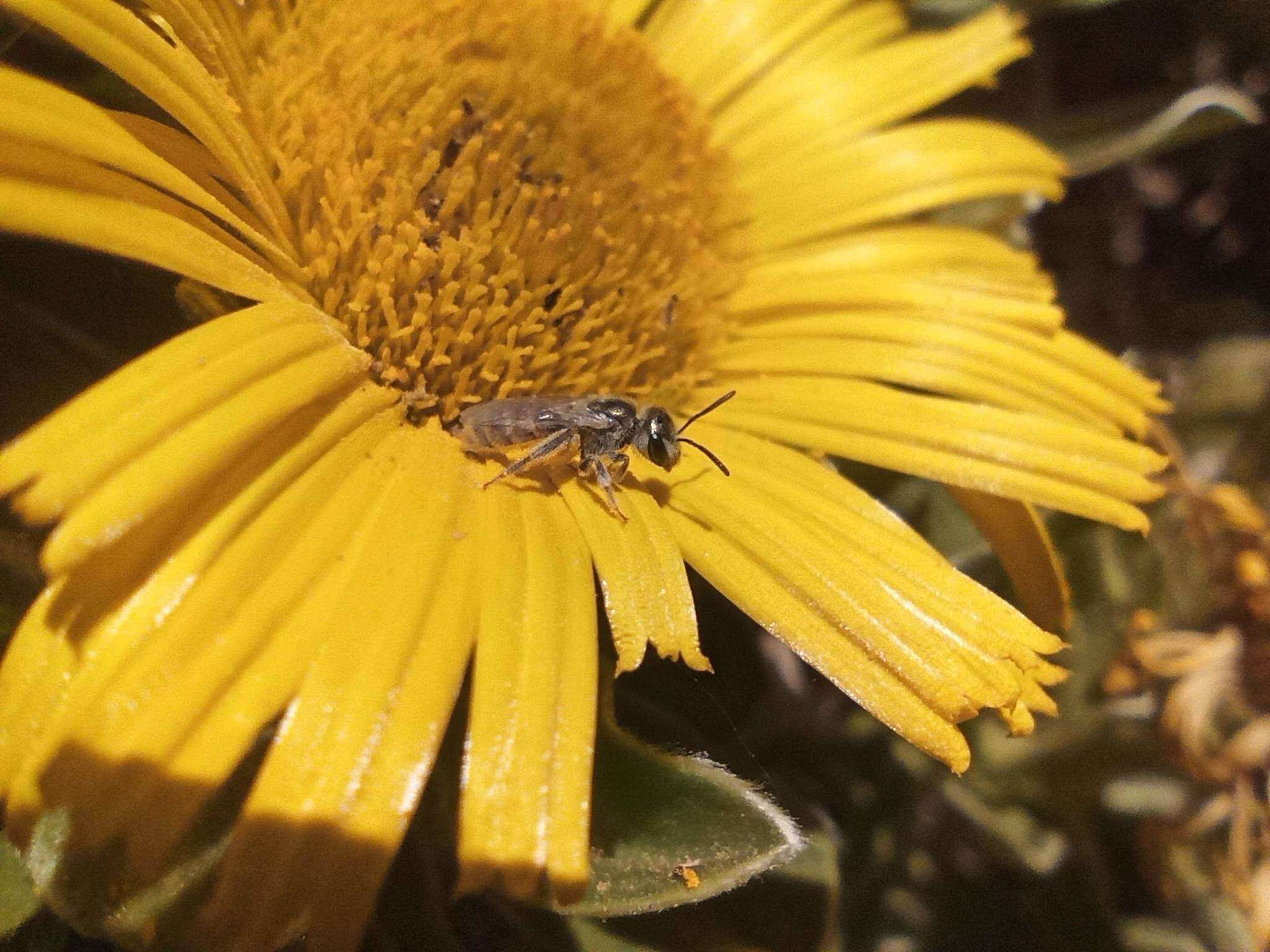 صورة Halictus concinnus Brullé 1840