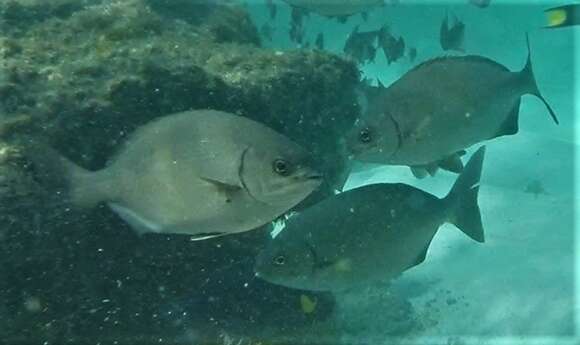 Image of Bermuda chub