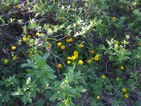 Image of Trollius sibiricus Schipczinsky