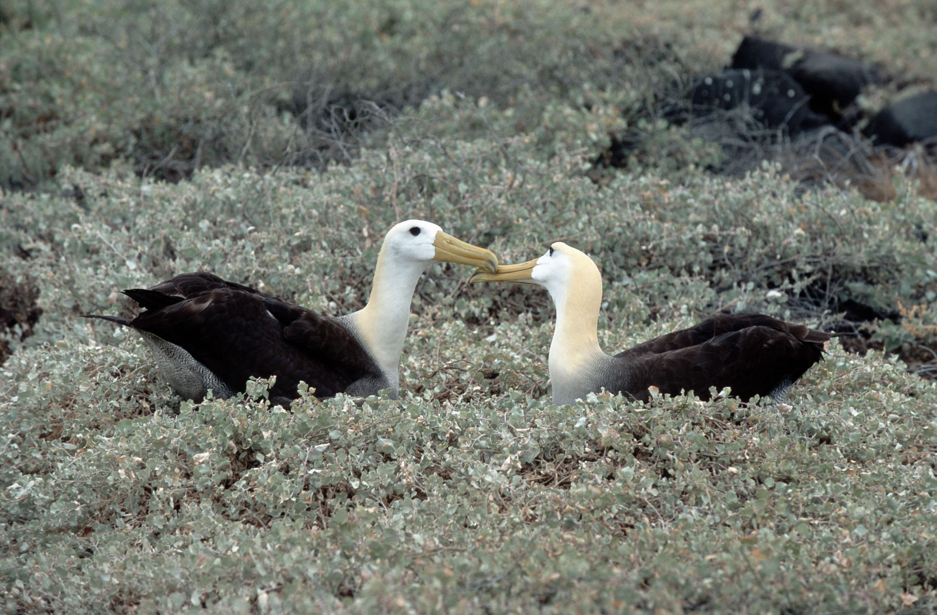 Image of Waved Albatross