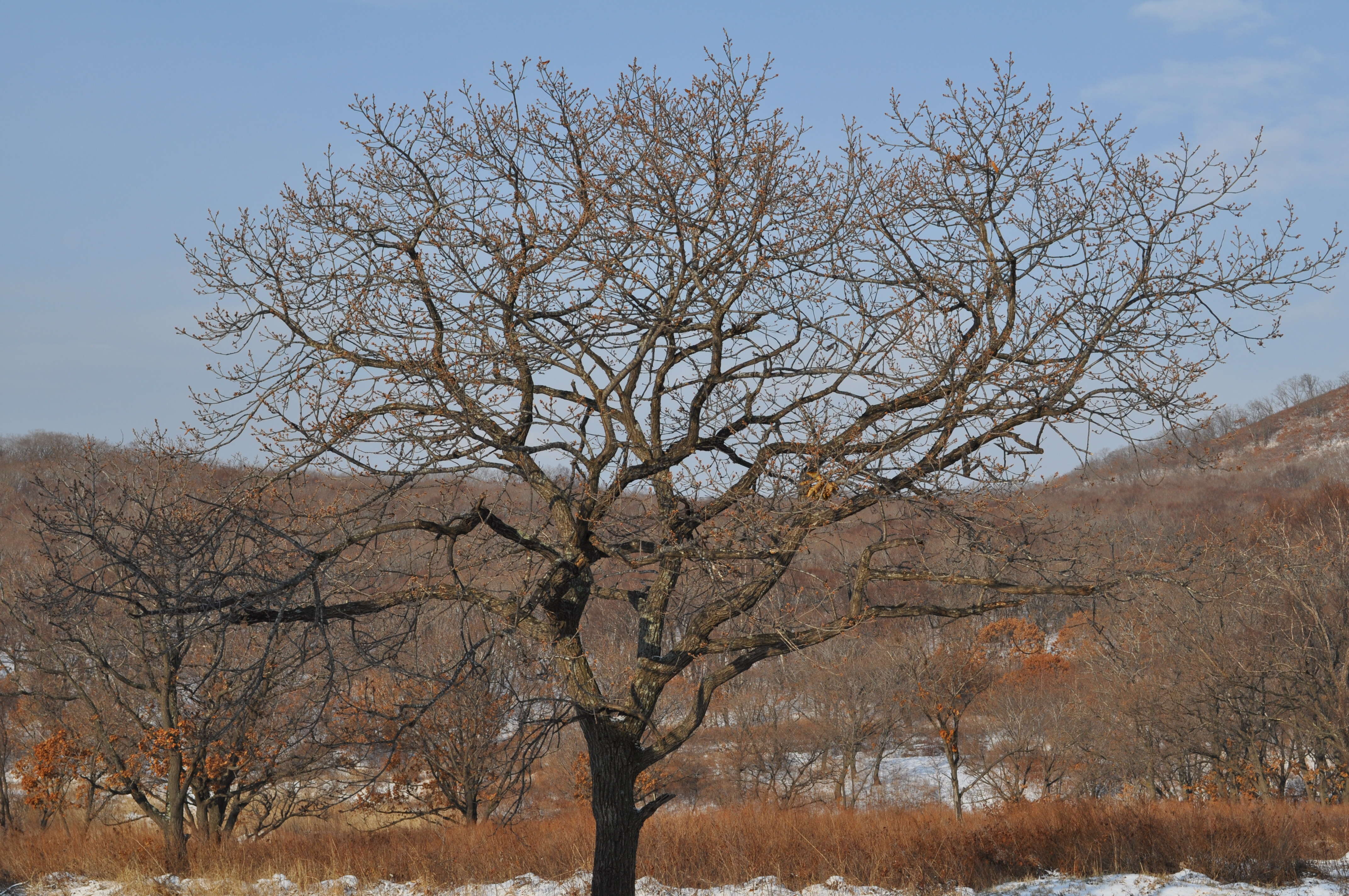 Quercus mongolica Fisch. ex Ledeb. resmi