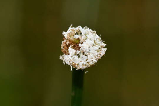 Image de Eriocaulon buergerianum Körn.