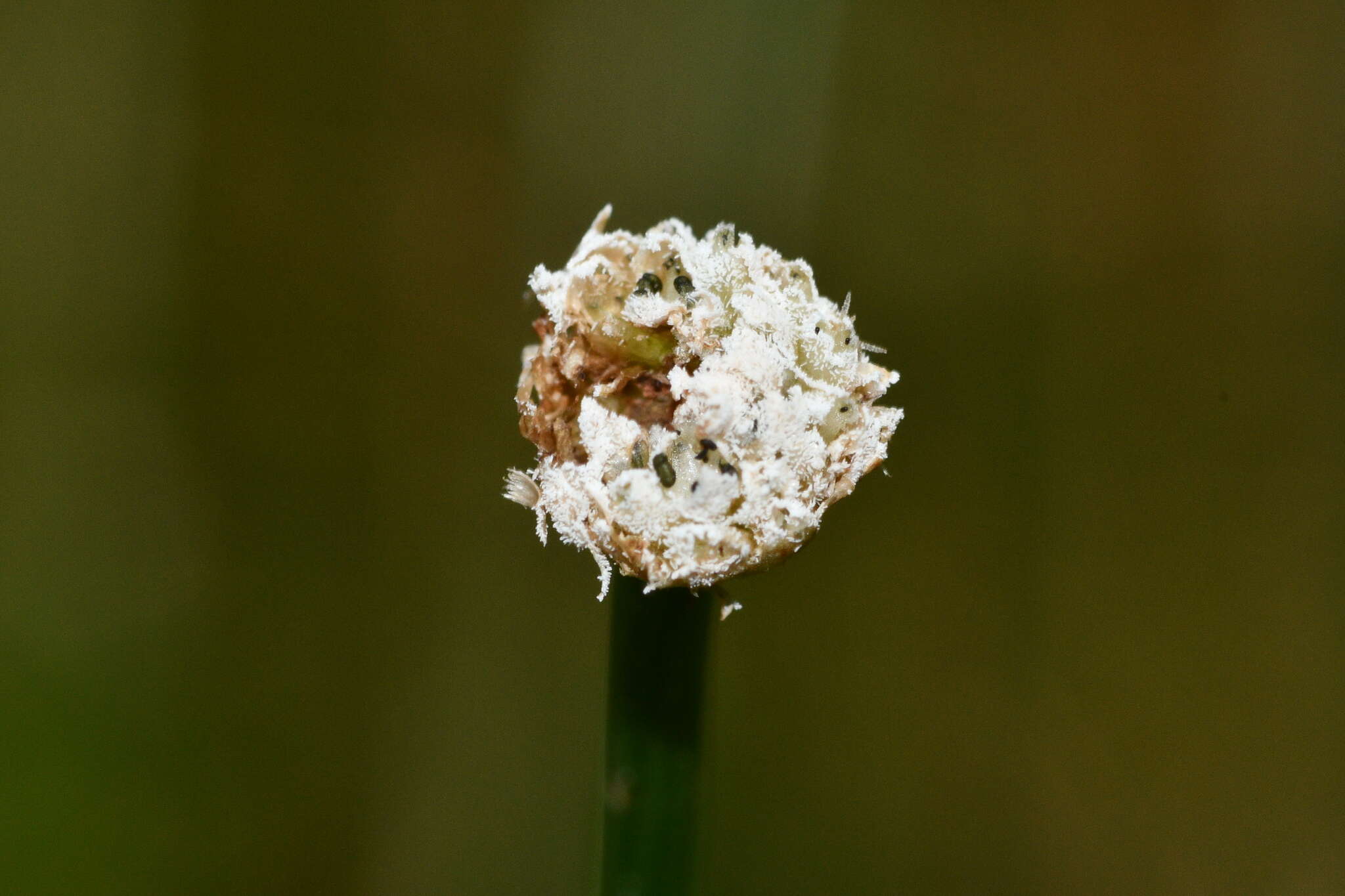 Sivun Eriocaulon buergerianum Körn. kuva