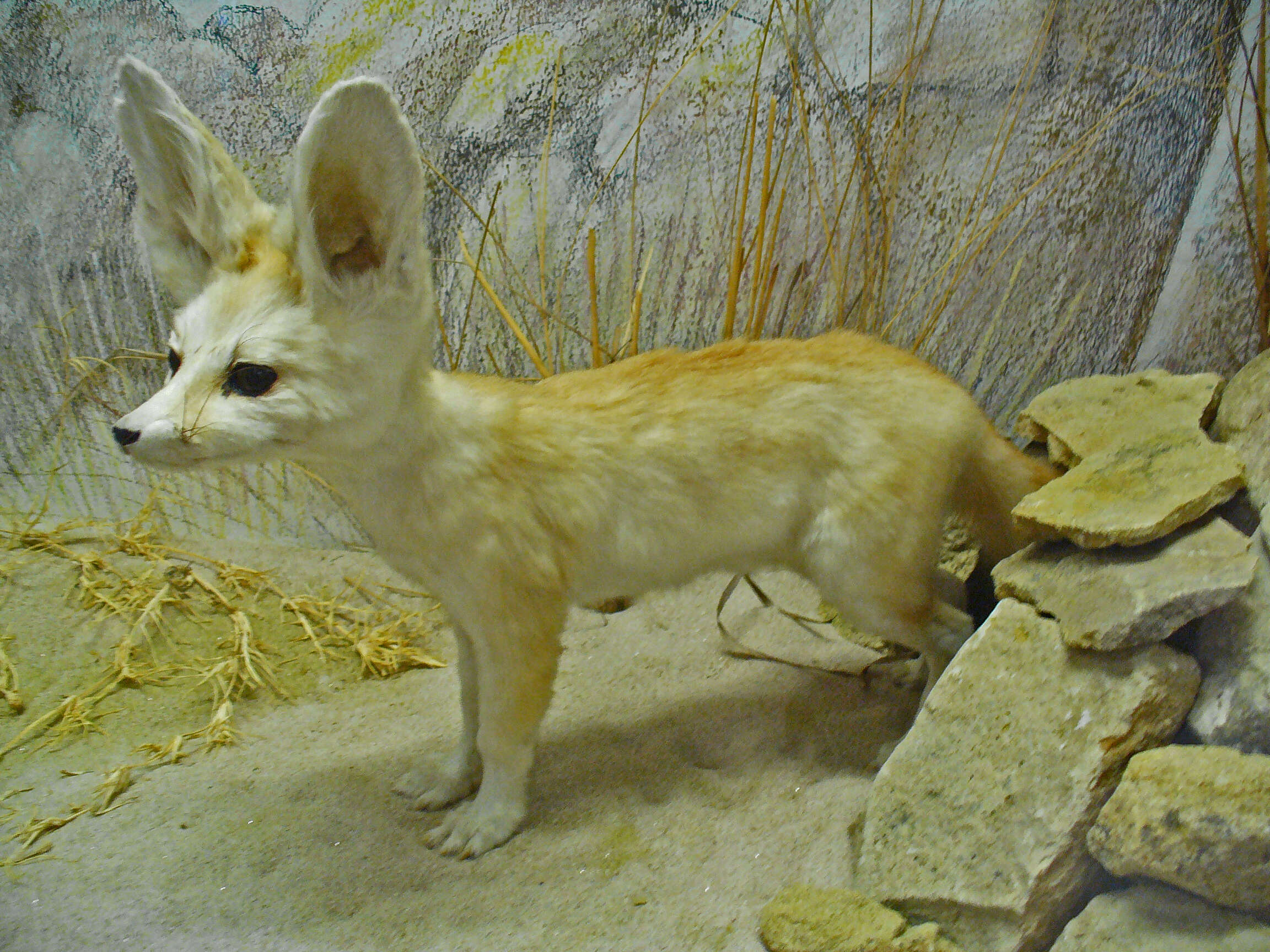 Image of Fennec Fox