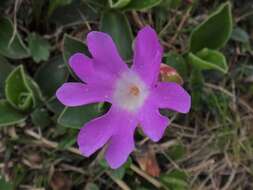 Image of Primula clusiana Tausch