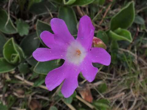 Plancia ëd Primula clusiana Tausch