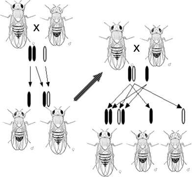 Image of fruit fly