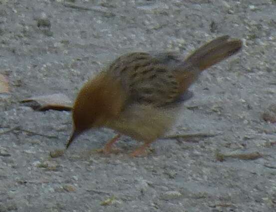 Cisticola chiniana (Smith & A 1843) resmi