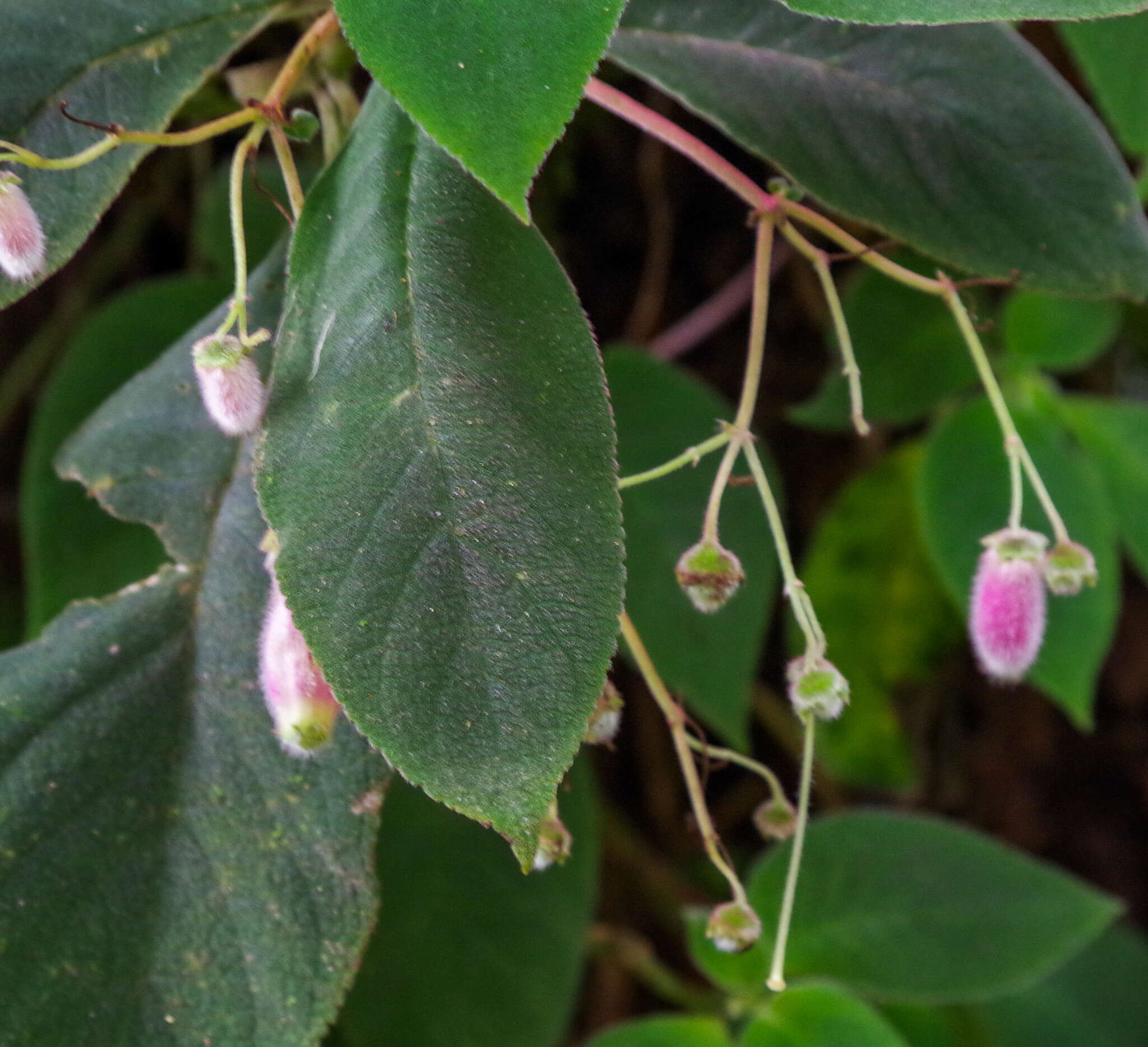 Imagem de Kohleria affinis (Fritsch) Roalson & Boggan