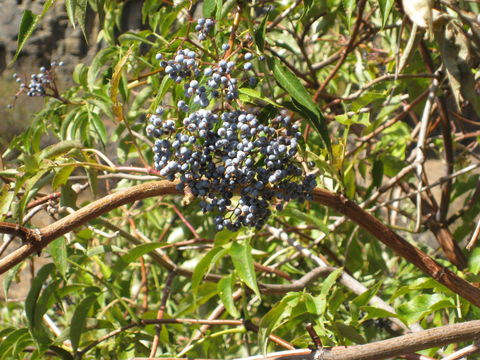 Image of <i>Sambucus cerulea</i> Raf.