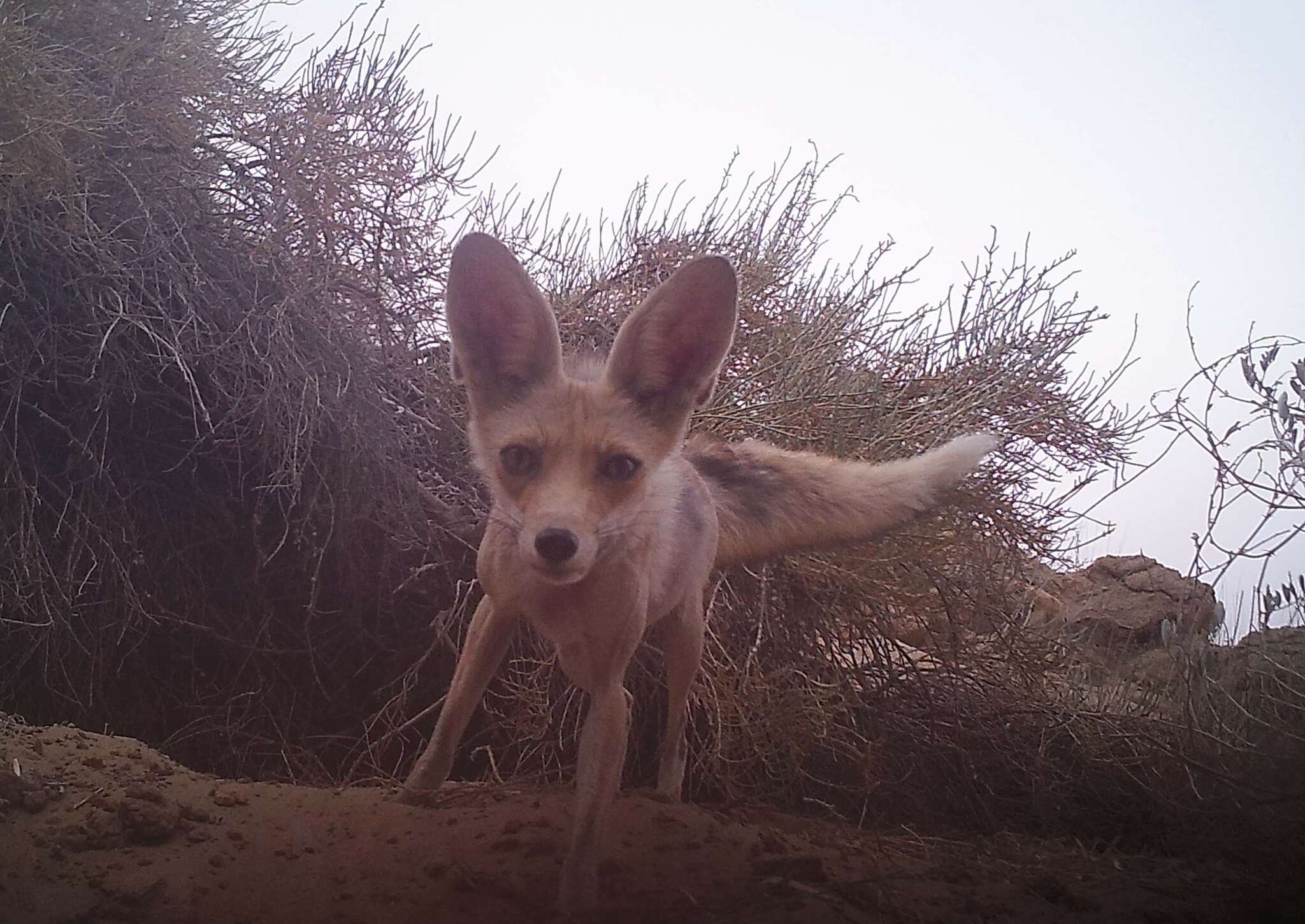 Image of Arabian red fox